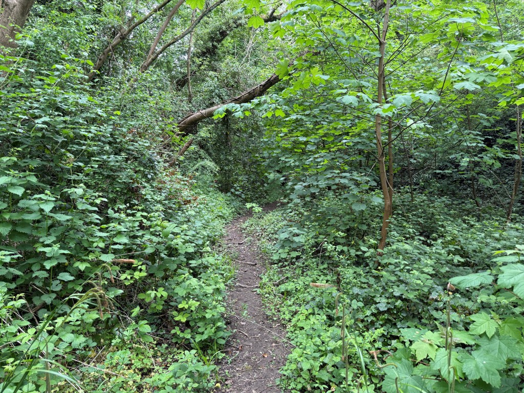 Lot: 37 - JUST UNDER FIVE ACRES OF FORMER RAILWAY LAND WITH POTENTIAL - Path through Land with established trees
